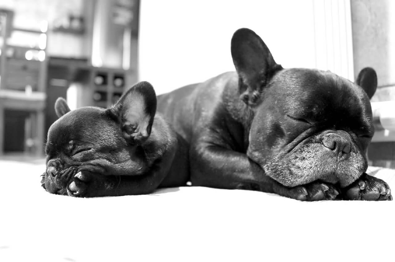 Bulldogs Pixabay