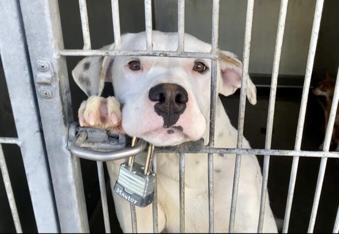 Fun and friendly little guy soon to meet the worst fate in crowded California shelter