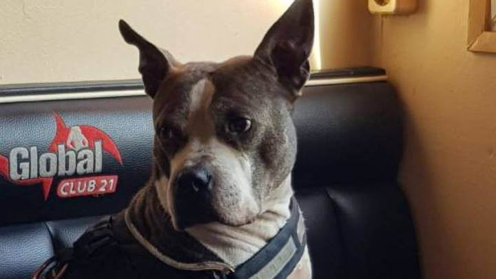 Family dog could be put to death after biting off toe of man who aggressively attacked pup