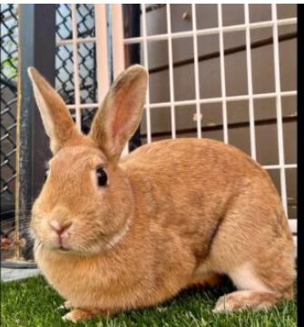 bunny-saved-1