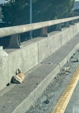 Frightened bunny huddled alongside of busy highway stopped traffic until rescued
