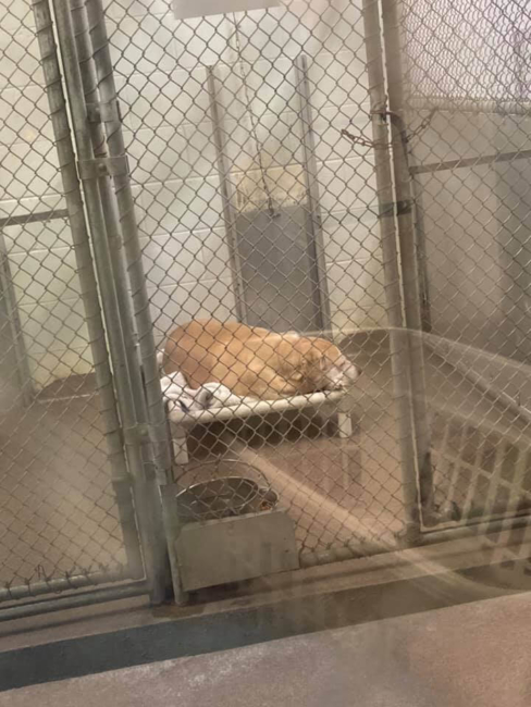 Burlington County old dog