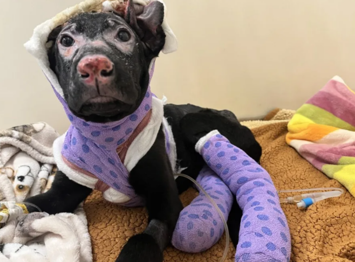 Three month old puppy with severe burns abandoned in parking lot under investigation