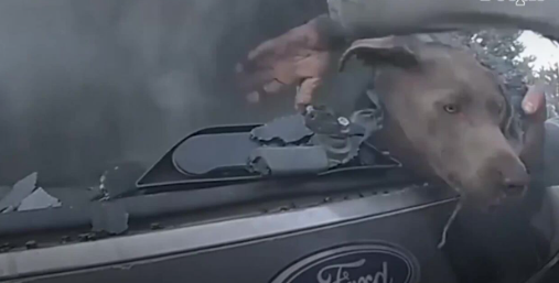 Deputy saves dog from burning car