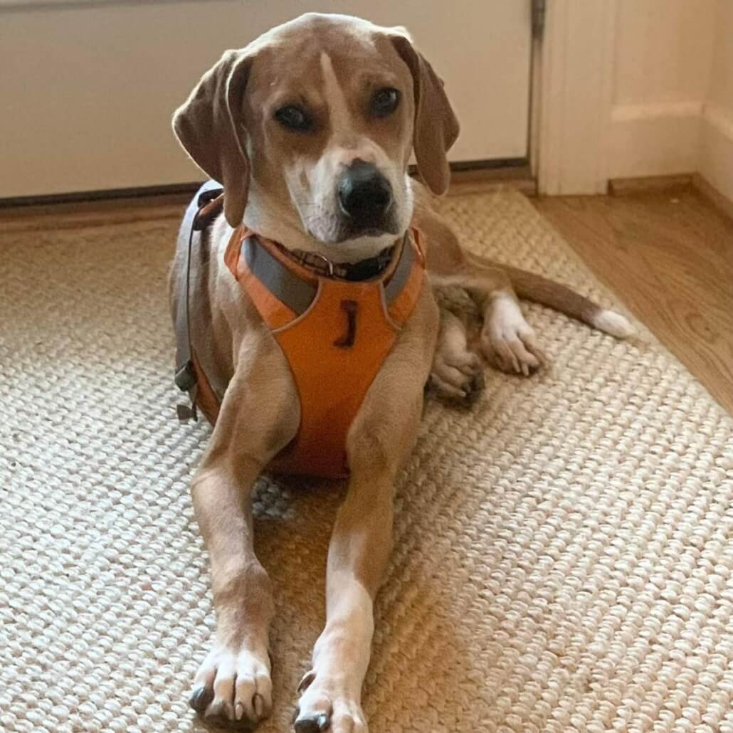 butch-s-1-1030x1030-1