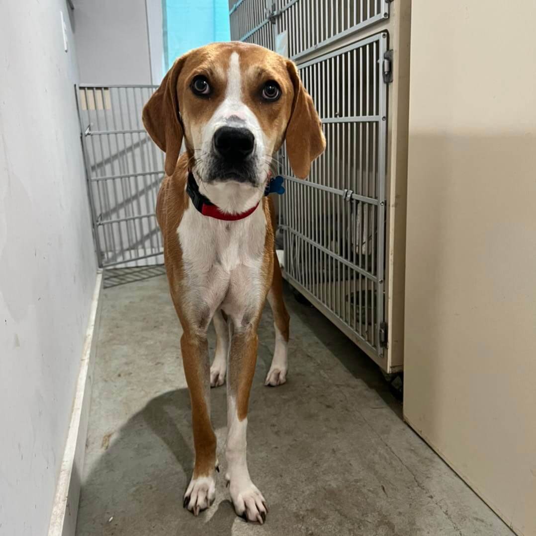 Dog lived his entire life as a skinny stray until a woman made it her mission to rescue him