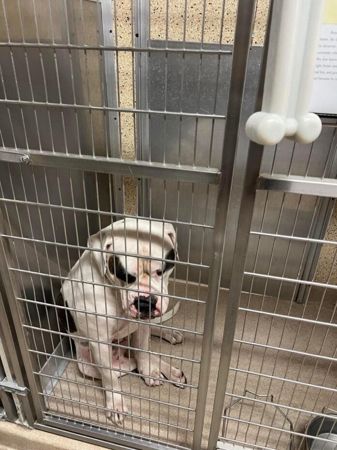 ‘Butchy’ has been waiting for a home nearly 2 years and now he’s giving up hope