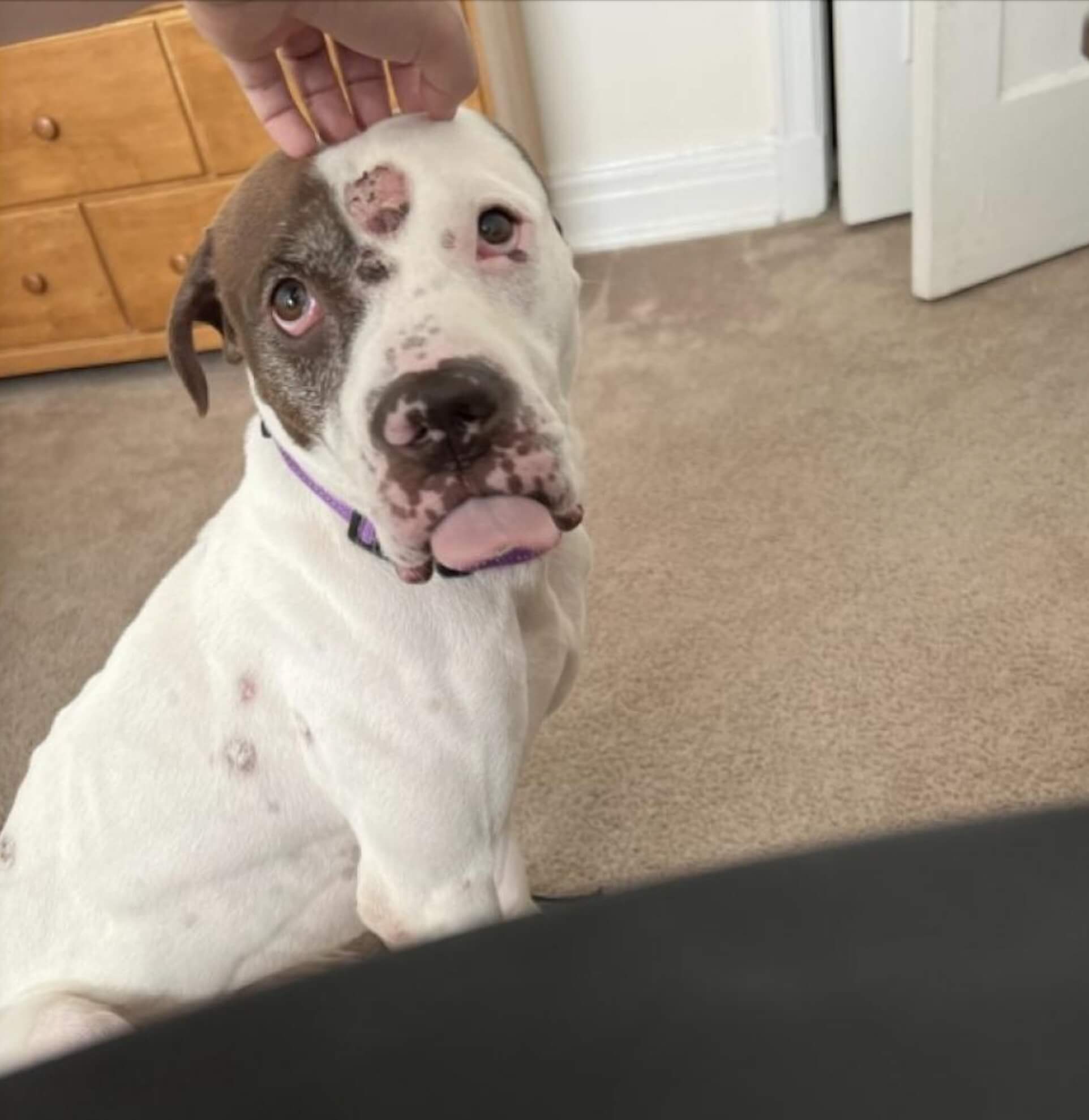 Butler Stray2