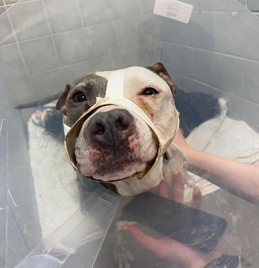 Dog missing from family for years after son’s tragic passing discovered by her microchip after having been hit by a car