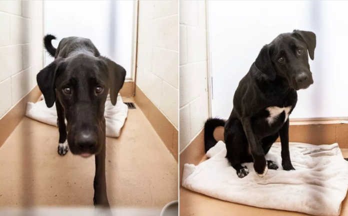 Butter the dog no one wants