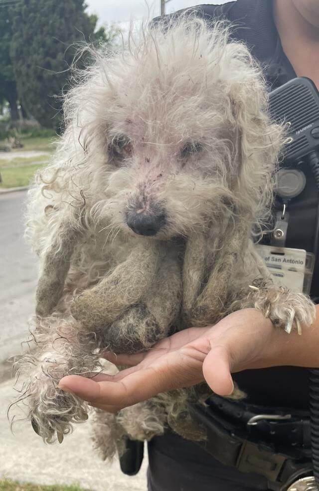 Butters poodle