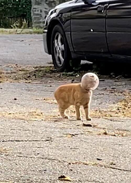 Kitten with glass jar stuck on her head rescued in Fall River