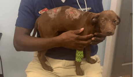 Byron Police asking for public’s help finding culprit who abused young Lab puppy