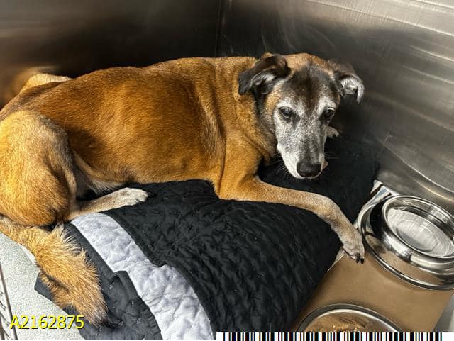 Wanted: Soft bed and compassion for 14 year old senior dog abandoned by her homeless person