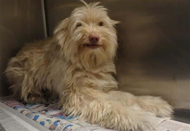 Terrified puppy brought into shelter crying and screaming by someone who ‘found him’