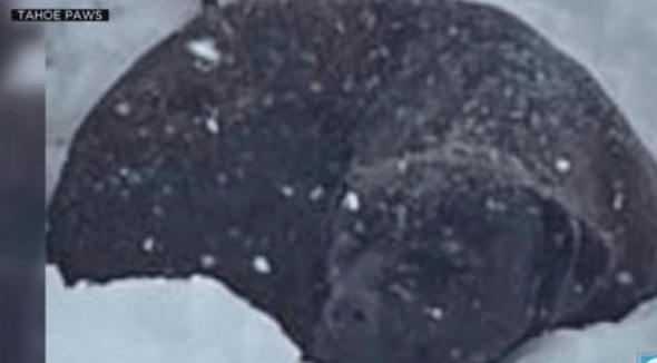 Dog separated from his owner last summer after California fires found by a backcountry skier