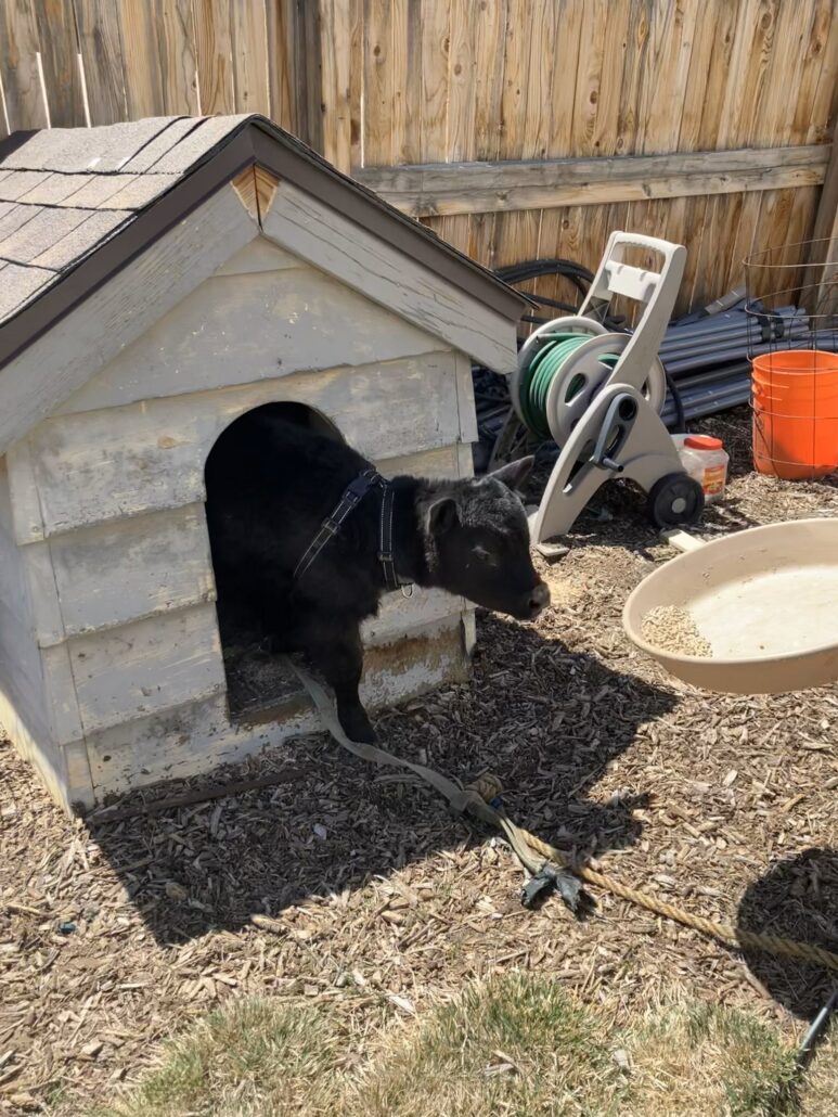 calf-in-yard-1-773x1030-1