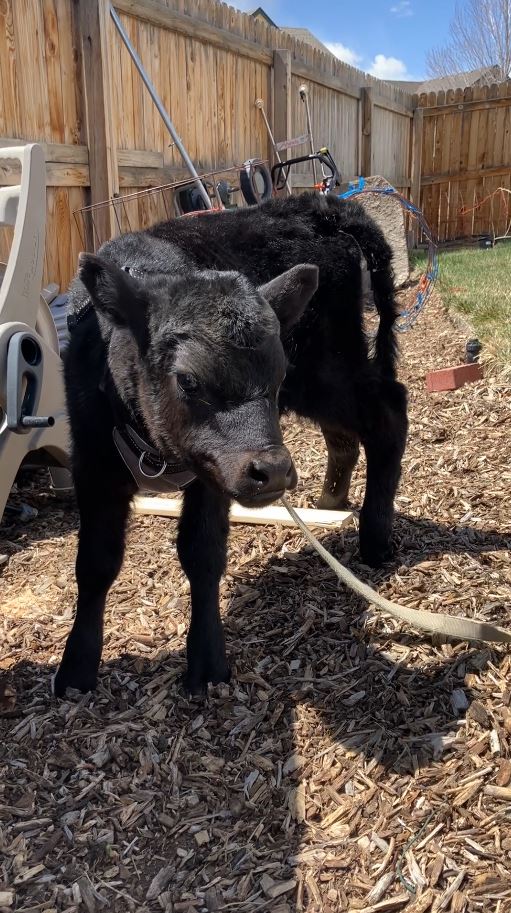 calf-in-yard-2