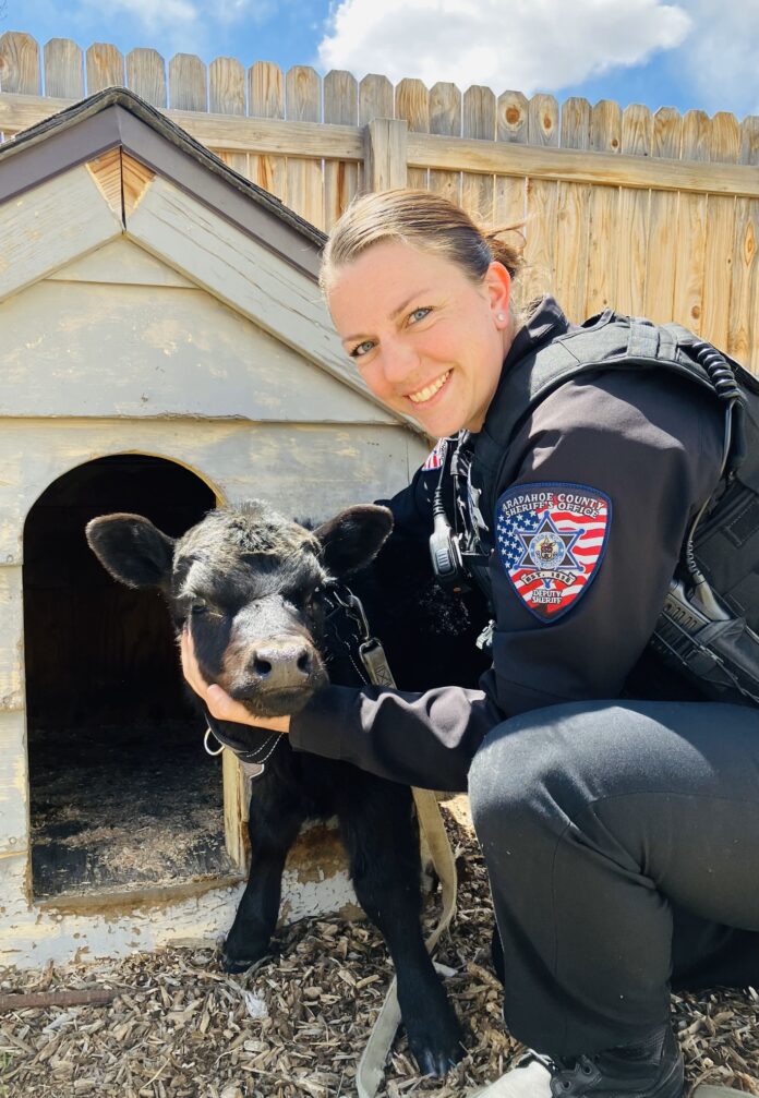 Little calf has taken up residence in doghouse at neighborhood backyard