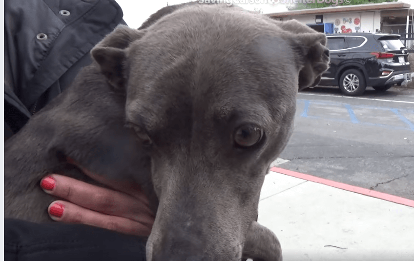 Brokenhearted dachshund surrendered to high kill shelter when family moved