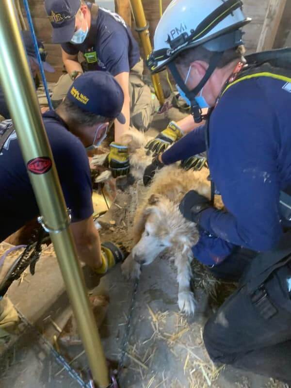 Firefighters in Oregon rescue 12-year-old golden retriever trapped in water for 4 hours in abandoned well