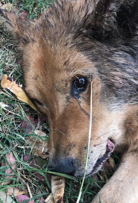 Another broken dog hit by a car and attacked by animals in San Bernardino