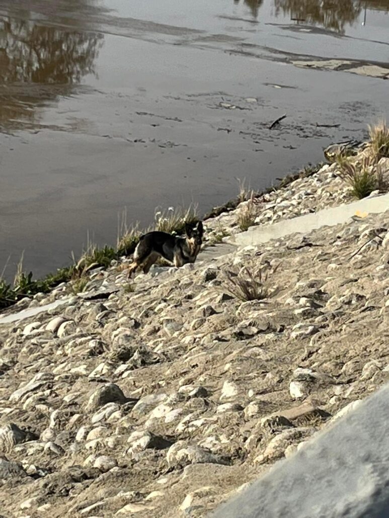 canal-dog-1-773x1030-1
