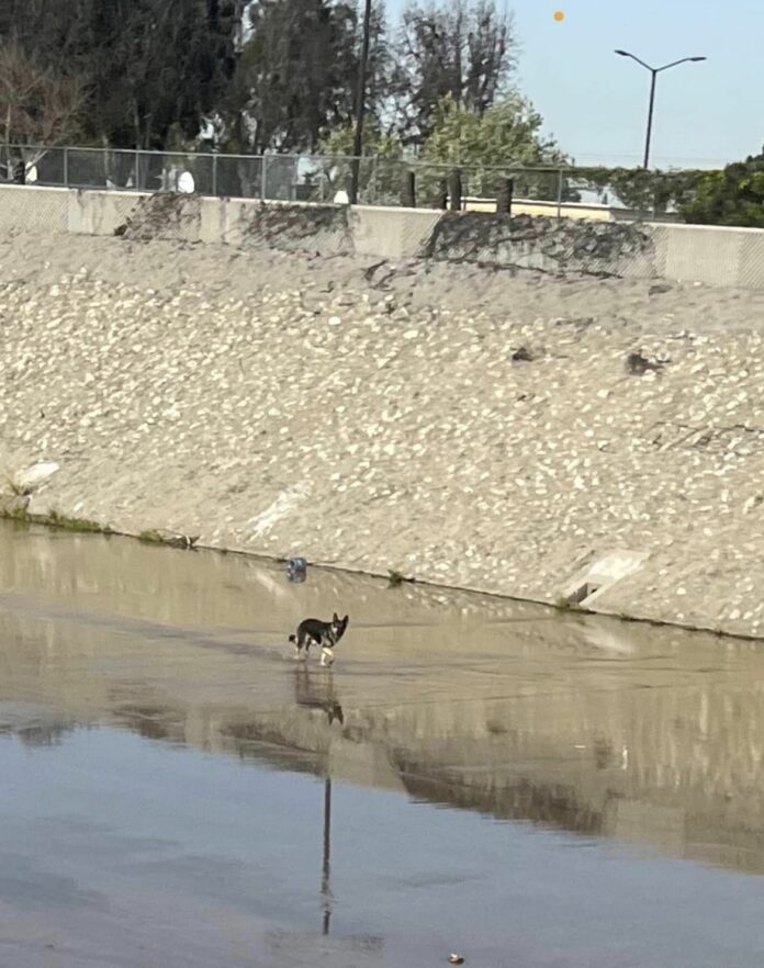Scared abandoned dog hid in watery canal for weeks until someone cared and sent help