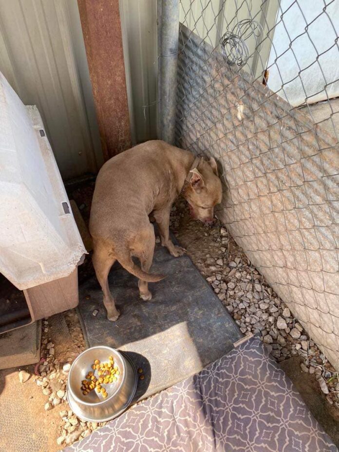 Desperate plea for help: 2 friendly dogs waiting in sweltering Louisiana heat and not one offer