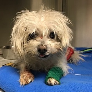 Maltese with burns on her back and set on fire found wandering the streets