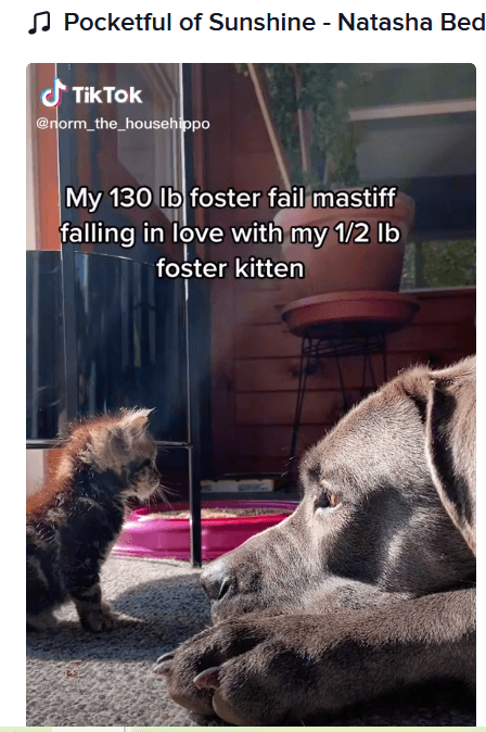 cane-corse-and-kitten-1-1