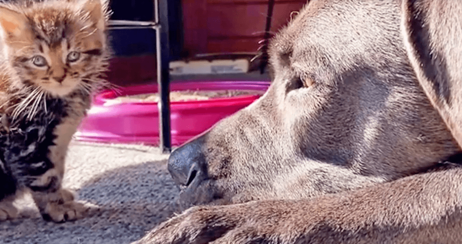 Nanny 130-pound Cane Corso fosters his beloved half-pound kitten