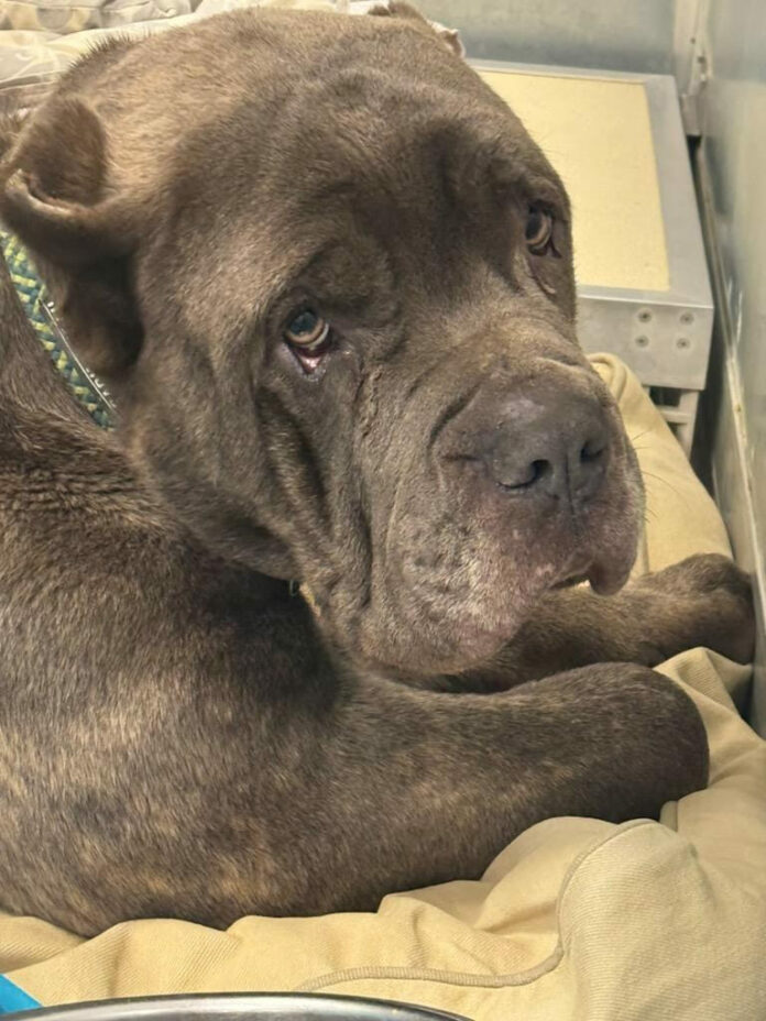 Heartbreaking: Dog abandoned by owner on side of road because he was suffering from advanced fatal cancer