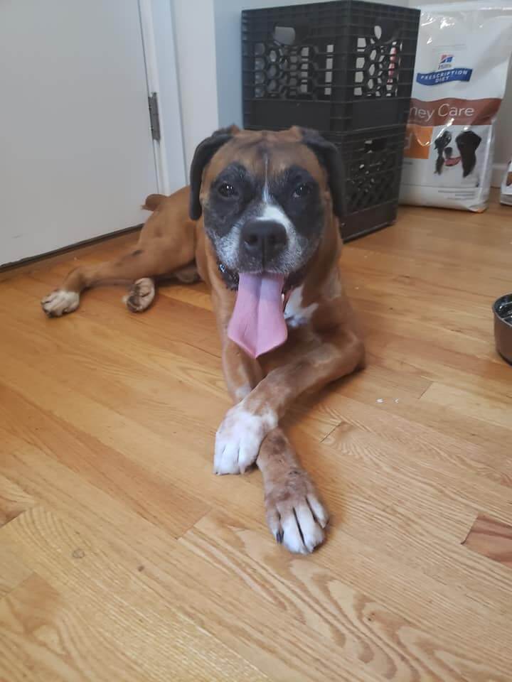 cape-may-county-boxer-1