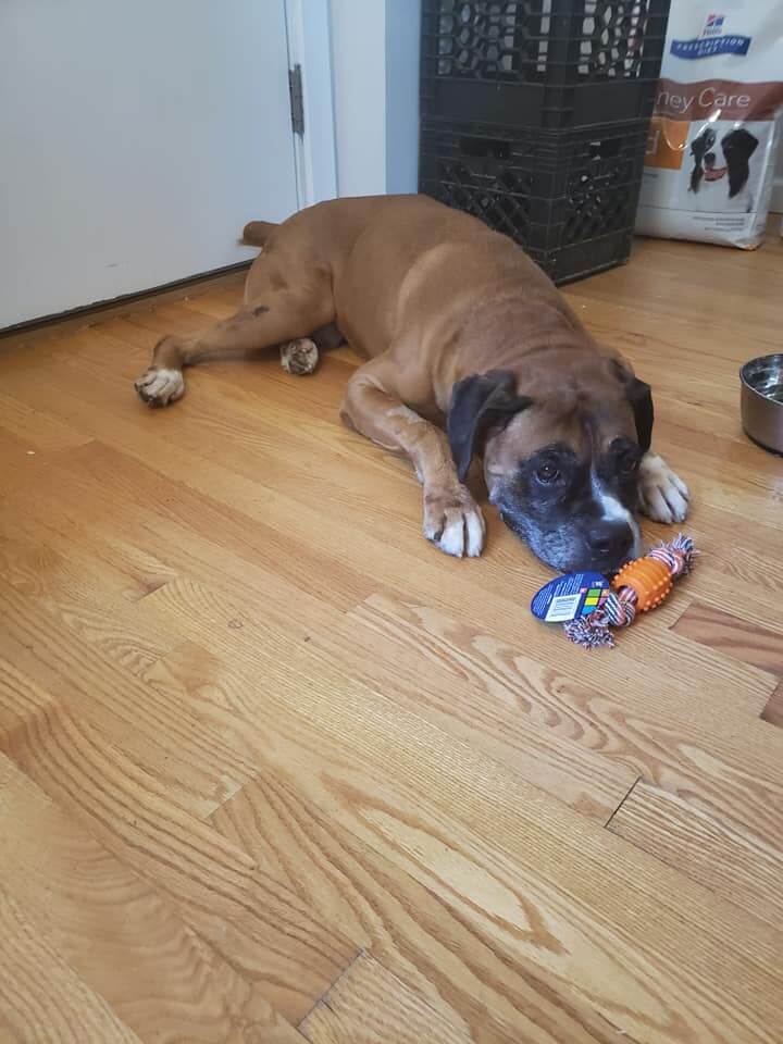 cape-may-county-boxer-2