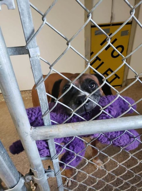 Cape May County boxer