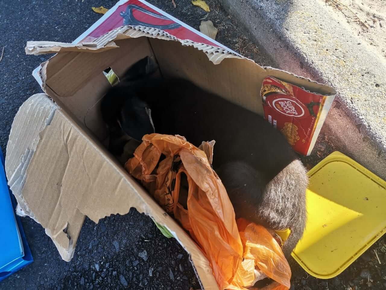 Cruel man intercepted by authorities carrying puppy upside down by its hind legs