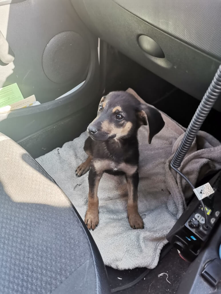 cape-of-good-hope-pup3-773x1030-1