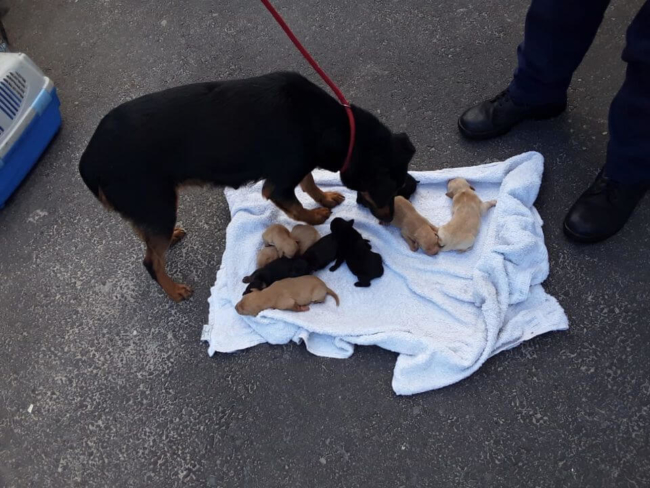 Cape of Good Hope SPCA2