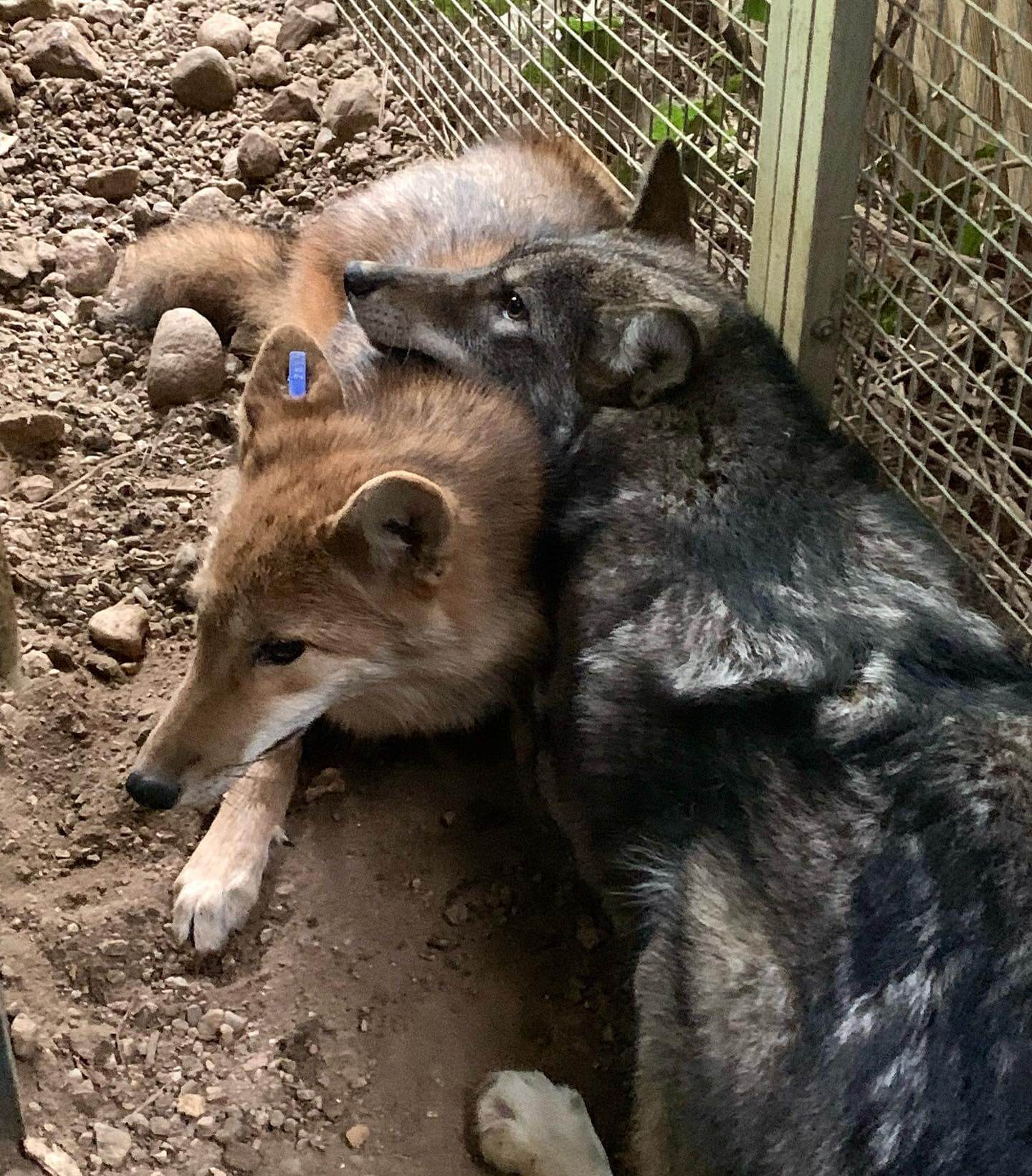Coyote pup mistaken for German shepherd released into wild with bonded companion