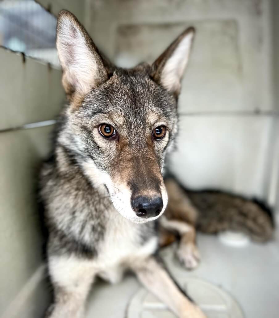 cape-wildlife-wolf1-904x1030-1