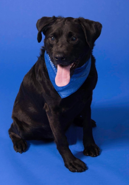 Pup spent 1,134 days at Pittsburgh shelter but now he’s adopted