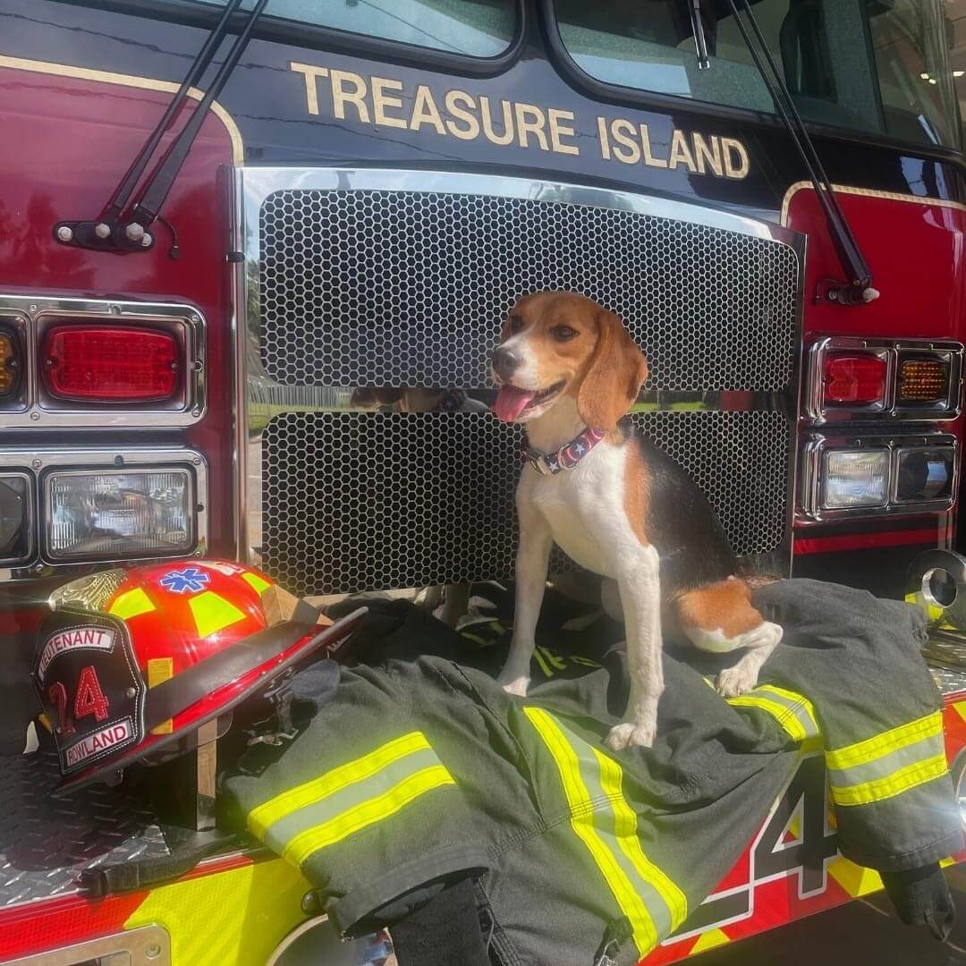 Beagle rescued from Virginia breeding facility finds new home at Florida fire department