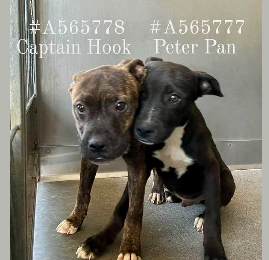 Bonded puppies cling to each other at shelter hoping to find safety in someone’s loving arms