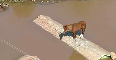 Caramelo the horse: Heartwarming rescue from rooftop after massive floods