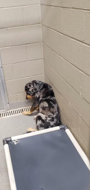 Heartbroken little pup returned to shelter but help arrived