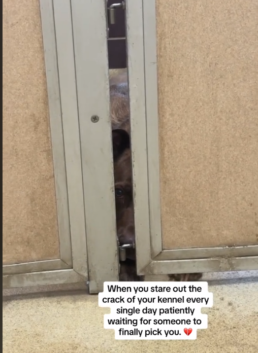 Goofy dog patiently waits to be adopted and peeks out of kennel everyday hoping to find a family