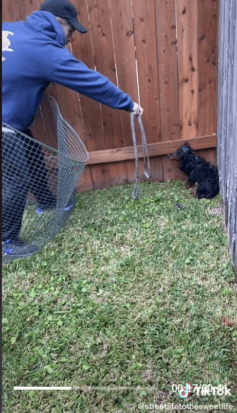 carlos-the-dog-2