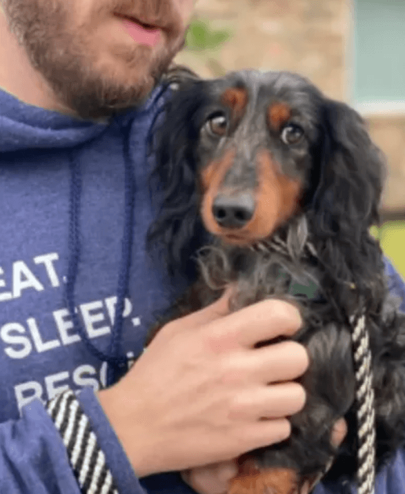 Abandoned dachshund managed to elude pack of wild coyotes chasing him