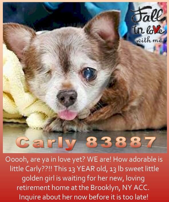 Little golden girl in critical need of rescue before it’s too late